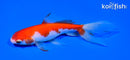 5.75" SARASA WATONAI GOLDFISH
