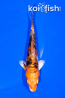 5.25" GINRIN HEISEI NISHIKI