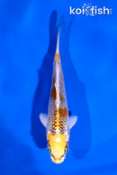 4" KUJAKU