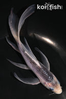 5.5" ASAGI BUTTERFLY