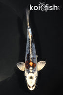 5.25" BENI KIKOKURYU