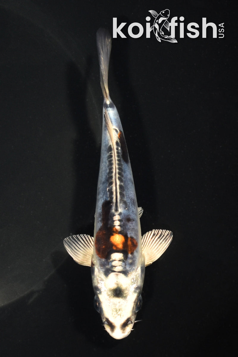 5.25" BENI KIKOKURYU