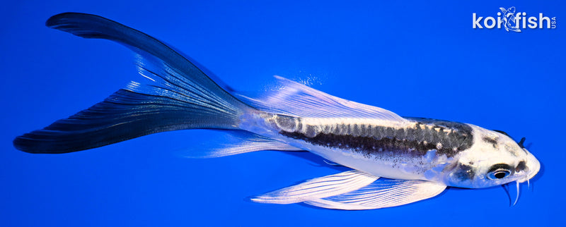 6" KIKOKURYU BUTTERFLY