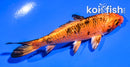 4" KIN HI UTSURI