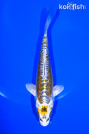 6" KIN KIKOKURYU