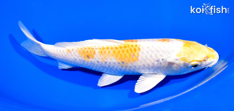 8" LEMON HARIWAKE