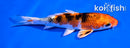 5" YAMATO NISHIKI