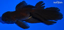5" FANTAIL ORANDA GOLDFISH