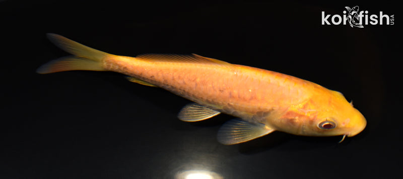 5.75" ARAGOKE CHAGOI