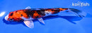 6" YAMATO NISHIKI
