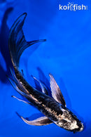 5.25" ARAGOKE KIKOKURYU BUTTERFLY