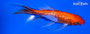 5.5" GINRIN KOHAKU BUTTERFLY