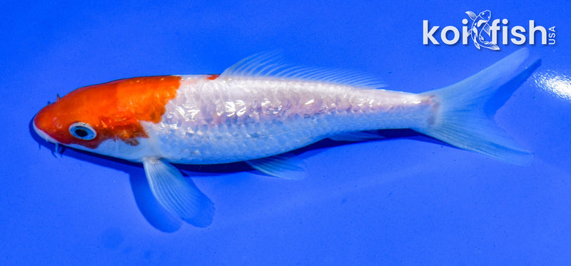 5.5" GINRIN KOHAKU