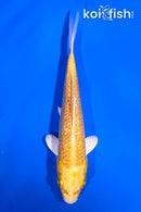 4.5" GINRIN YAMABUKI OGON