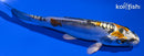 4.5" BENI KIKOKURYU