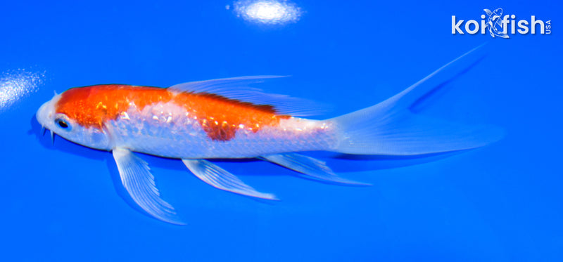 5.75" GINRIN HARIWAKE BUTTERFLY