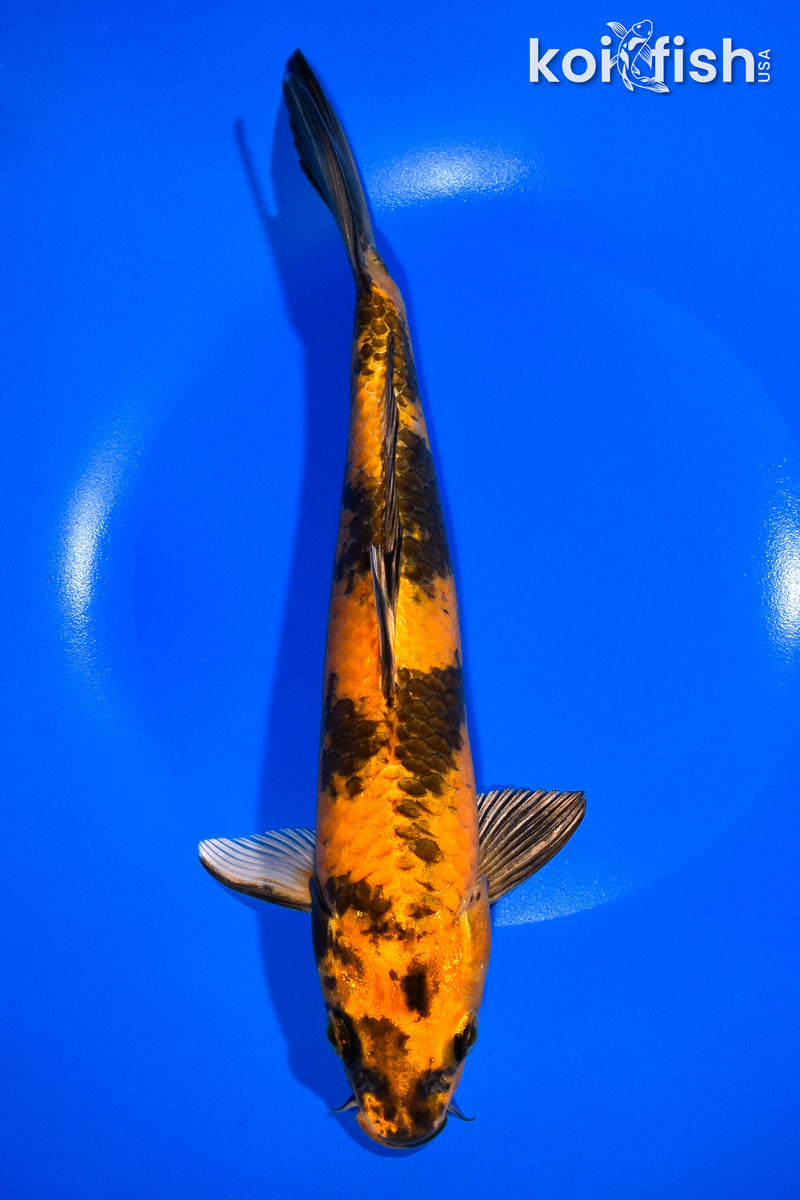 10.5" KIN HI UTSURI