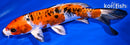 8" KUCHIBENI HEISEI NISHIKI