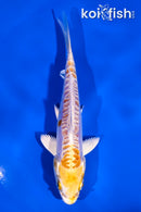 4.5" DOITSU LEMON HARIWAKE