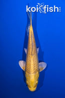 5.25" YAMABUKI OGON