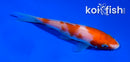 4" KOHAKU