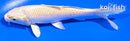 5" YAMABUKI OGON