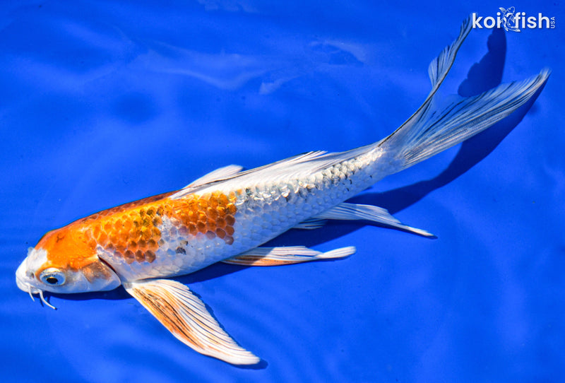 8.5" GINRIN YAMATO NISHIKI BUTTERFLY