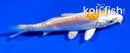 4" KIKUSUI