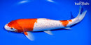14.5" GINRIN KOHAKU