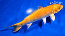 5.5" ORENGI OGON