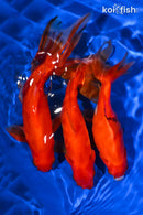 PACK OF (5) 5.5-6.5" WAKIN GOLDFISH