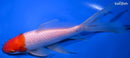7.5" HOODED SARASA COMET GOLDFISH