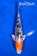 6" YAMATO NISHIKI