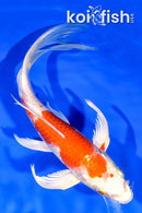 8" HARIWAKE BUTTERFLY