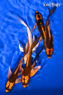 PACK OF (5) 5-5.25" BUTTERFLY KOI