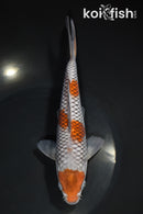 8.25" OCHIBA SHIGURE