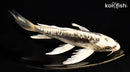 8.75" KIKOKURYU BUTTERFLY