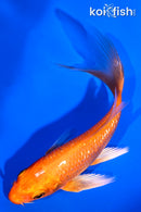 4.25" GINRIN ORENJI OGON BUTTERFLY