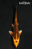 4.5" KIN ORENJI MATSUBA