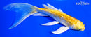 5.75" GINRIN LEMON HARIWAKE BUTTERFLY