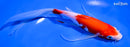 7.75" KOHAKU BUTTERFLY