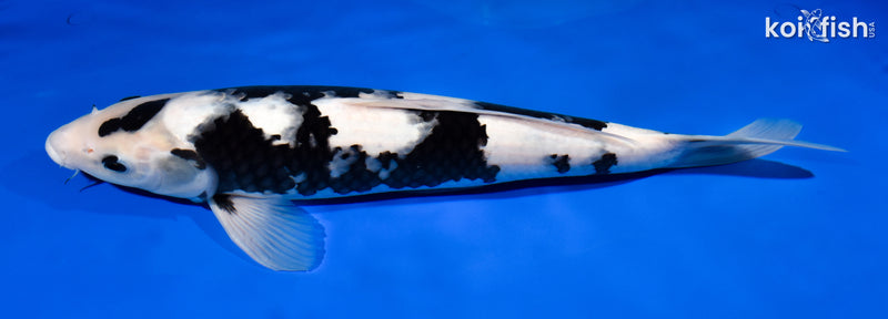 14.5" SHIRO UTSURI