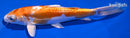 7.5" KIKUSUI
