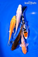 PACK OF (5) 4-5" STANDARD KOI