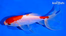 6.5" SARASA WATONAI GOLDFISH
