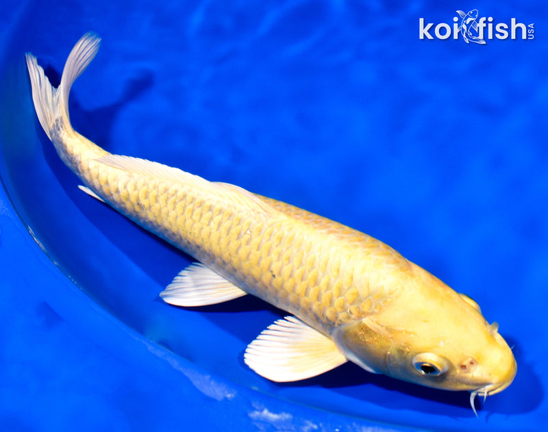 11" YAMABUKI OGON