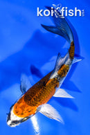 4.25" BENI GINGA BUTTERFLY