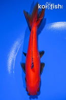 5.25" WAKIN GOLDFISH