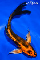 6.5" KIN HI UTSURI BUTTERFLY