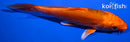 6" DOITSU ORENJI OGON